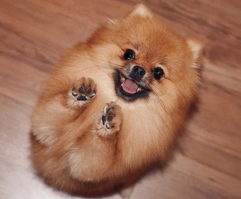 Cute Pomeranians