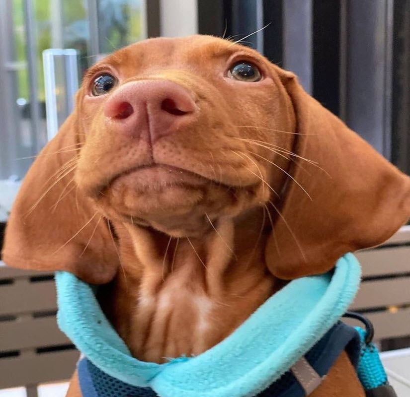 Cute Vizslas