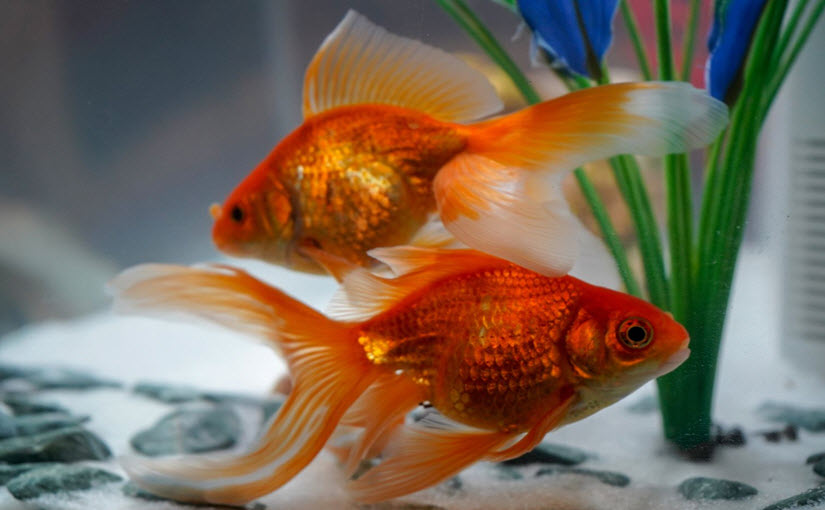 Fantail Goldfish