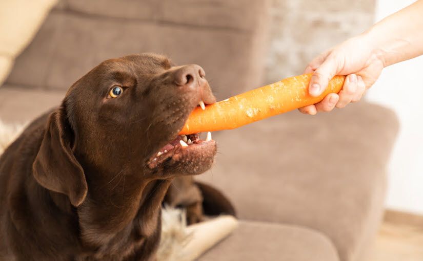 Carrots for dog