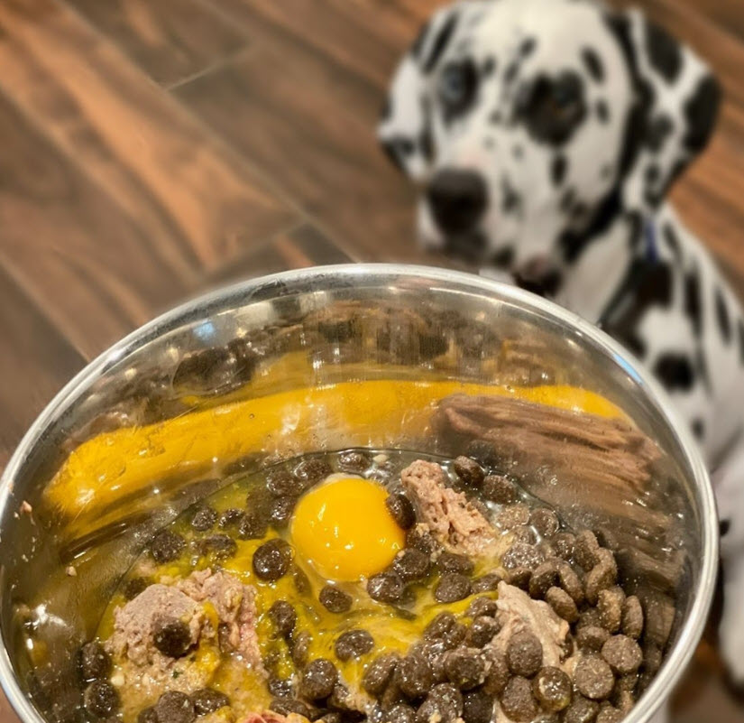 eggs for dog