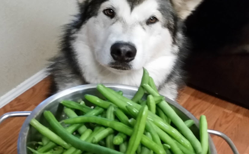 Green beans for dog