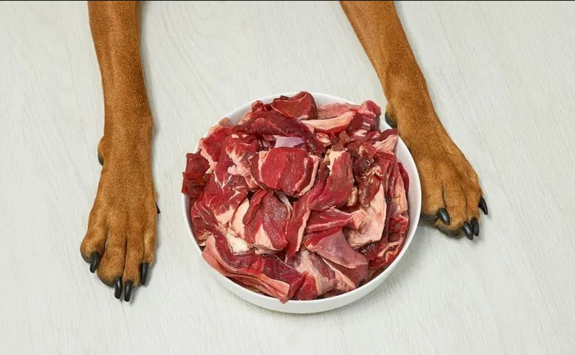 Meat for dog