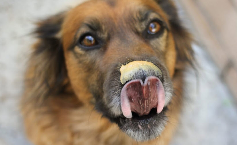 Peanut butter for dog