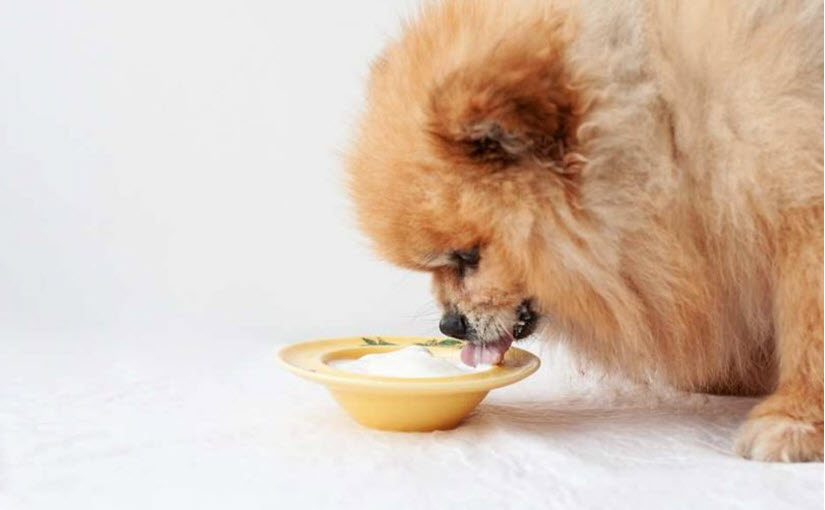 Yogurt for dog