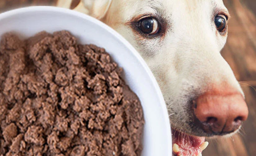 Homemade dog food recipes for dogs with colitis