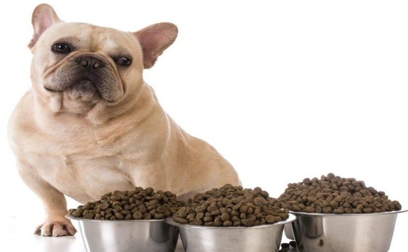 How to Make My Dog Eat His Dry Food