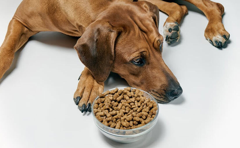 How to Make My Dog Eat His Dry Food: Effective Tips and Tricks