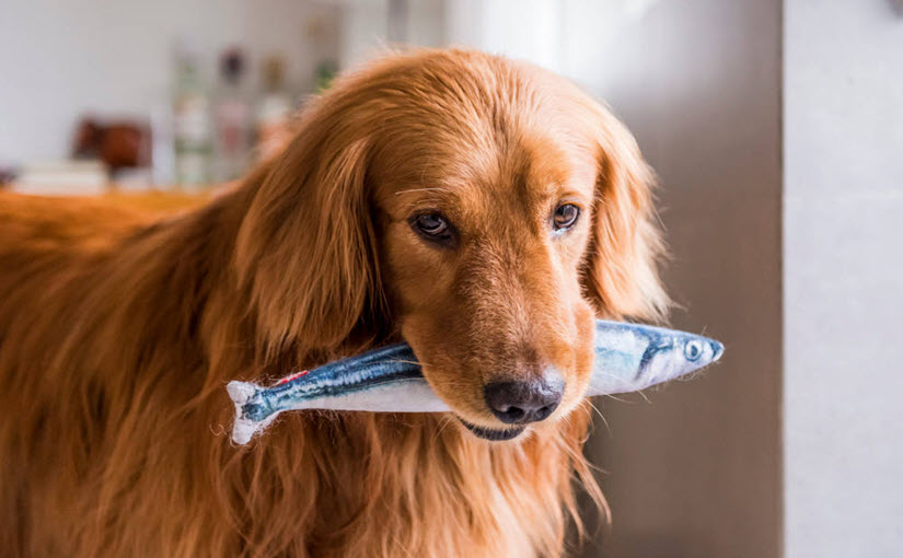 How to cook homemade dog food with mackerel