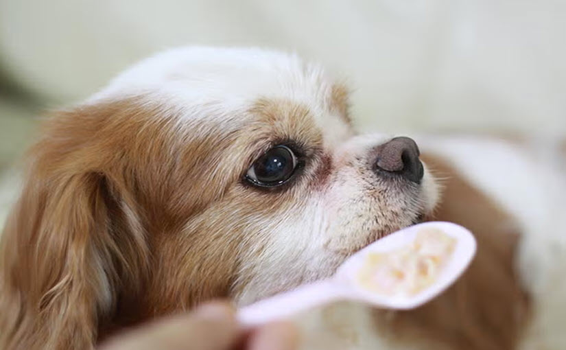 How to cook oatmeal for dogs