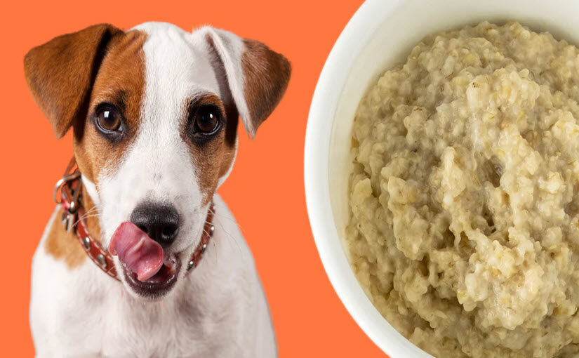 How to cook oatmeal for dogs