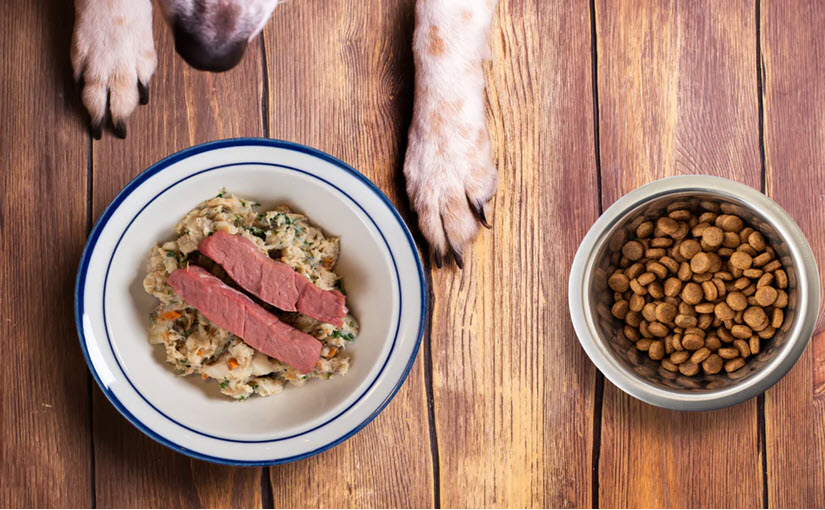 How to make homemade dog food for dogs with allergies