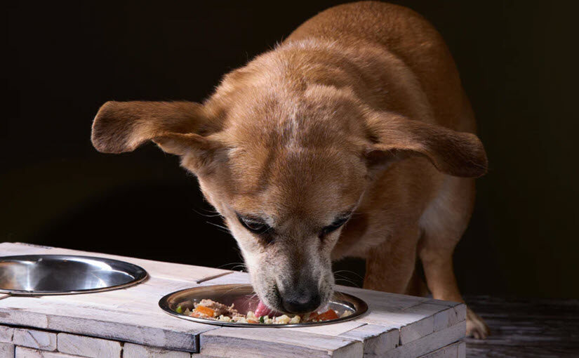 How to make homemade dog food for dogs with allergies