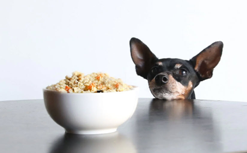 How to make homemade dog food for dogs with cancer