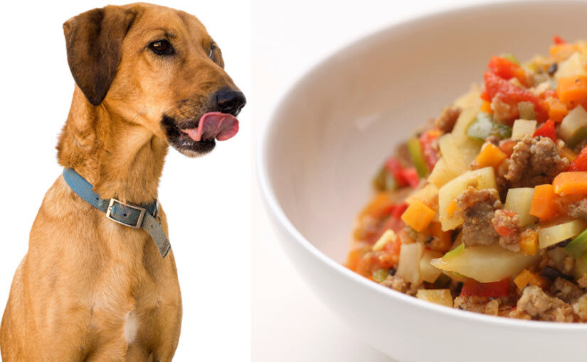 How to make homemade dog food for senior dogs