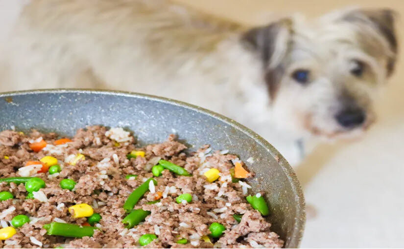 How to make homemade dog food for sensitive stomachs