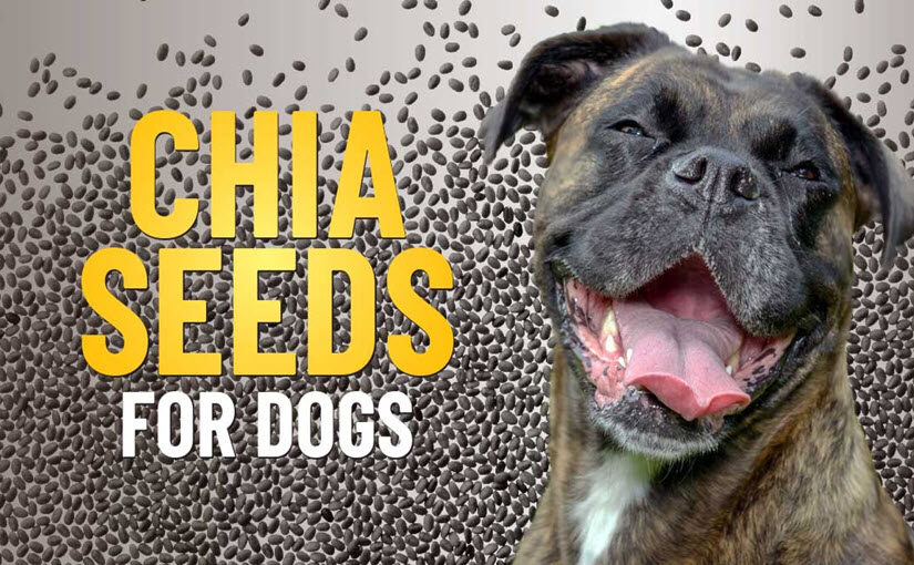 How to make homemade dog food with chia seeds