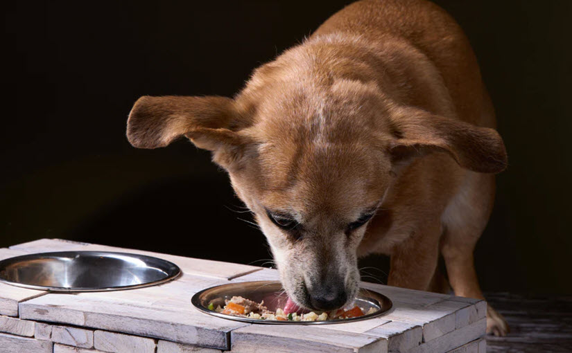 How to make hypoallergenic dog food