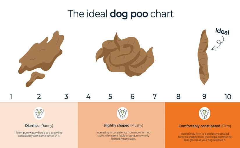 How to make my dogs poop more solid