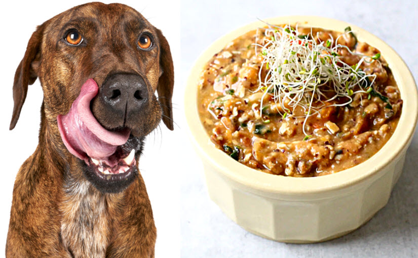 How to make vegan dog food