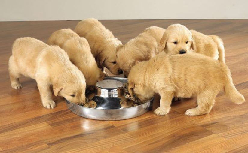 How to make your own puppy food