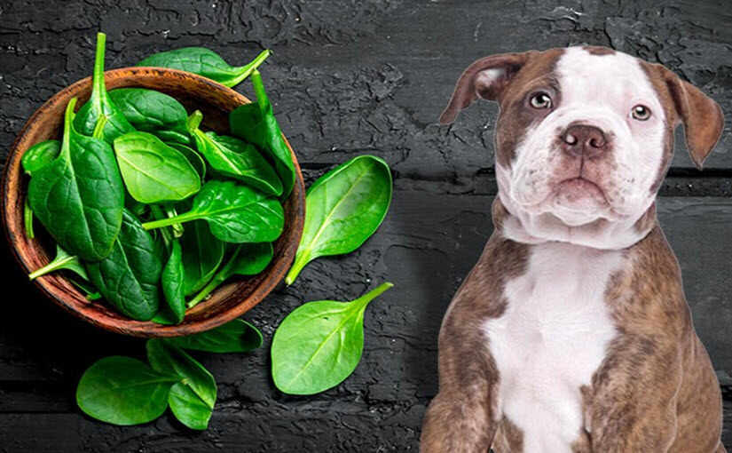 Simple homemade dog food recipes with spinach