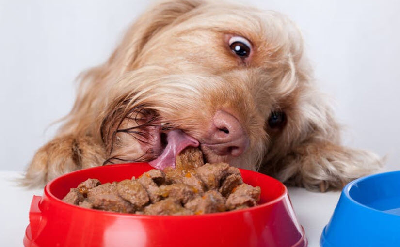 How to make dog food taste better