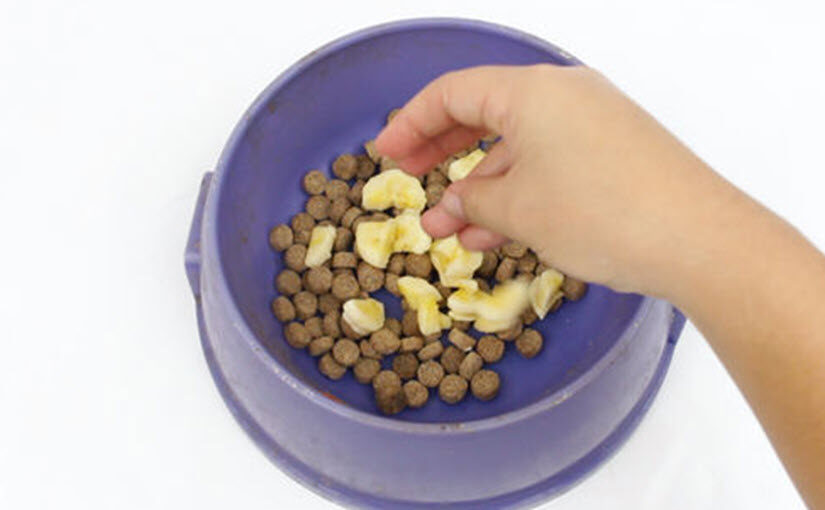 How to make dog food taste better