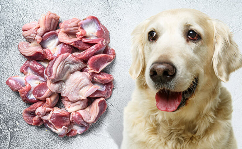 Can Dogs Eat Organ Meats? Let’s Get Real About the Pros and Cons